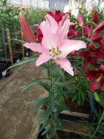 [5607 VH37 Acierto No01.JPG]